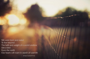 music #quotes #alexisonfire #photography #fence #warm #Sun