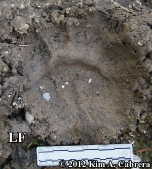 black bear tracks in mud