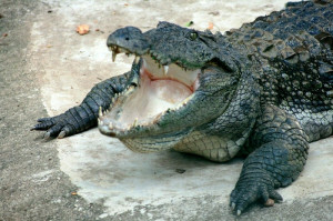 Crocodile Kills Woman in Bihar, Body Still to be Recovered from River