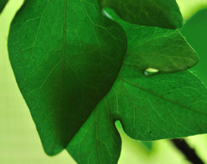 Big Tooth Aspen Leaf Macro