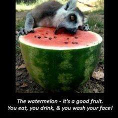 Cute watermelon quote. More animal quotes - http://thegardeningcook ...