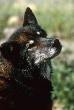 Susan Butcher and Her Dog Granite