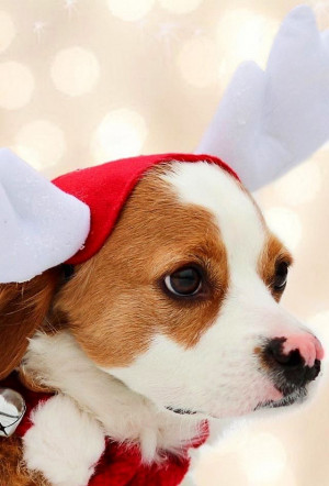 Holiday dressed dog image via WallpapersHD