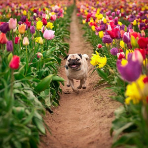 love dog cute flower flowers pug pet tulips Doggy tulip pugs not drugs