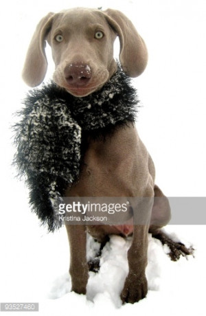 ... weimaraner making funny a funny face while wearing a black scarf in