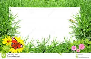 Green Grass Flower And Insects
