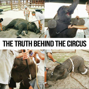 Truth Behind The Circus