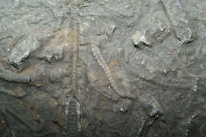 slab with crinoid remains and the leg of a star-fish showing