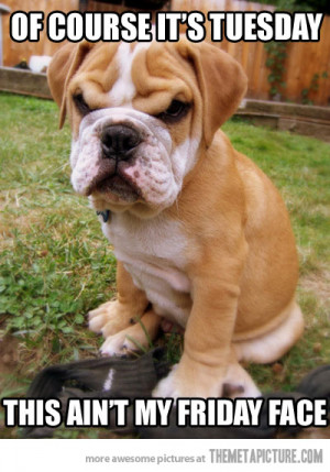 funny dog sitting over angry cat face