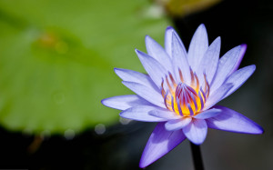 Purple Water Lily Wallpapers Pictures Photos Images