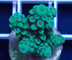 New WYSIWYG Acropora Coral and Montipora Corals Posted