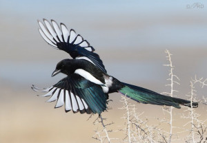-billed Magpie by Ron Dudley on 500px Ron Dudley, Pica Pica, North ...
