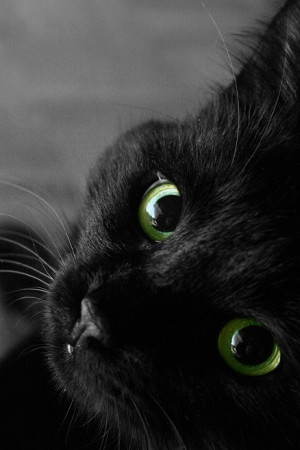 black, cat, cute, eyes, green