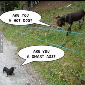 Funny dog and donkey picture