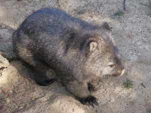 Wombat Melbourne Zoo April