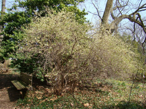 Patrick B. Whealton - Landscape Architecture