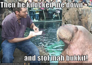 funny pictures walrus tells reporte