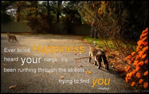 ... Been Running Through The Streets Trying To Find You. ~ Cat Quotes