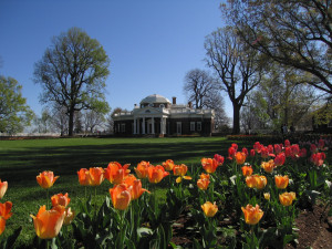 tulips with a side of Monticello