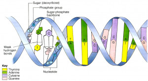 Do Label Dna Double Helix Model Labeled picture