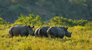 Rhinoceros – the prehistoric looking unicorn
