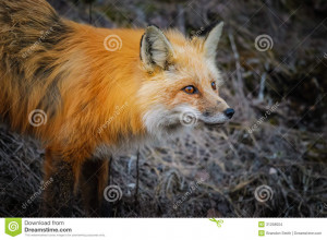 Red Fox Parks Canada Pleau