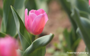 Pink Tulip Pictures Free