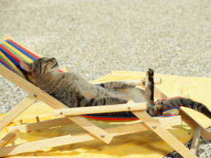 Funny Summer Animals NewBest Photos & Wallpapers 2013