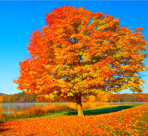 Autumn Tree Wallpaper HD 8007