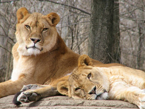 African lions relax on a rock in this photo taken of African lions at ...