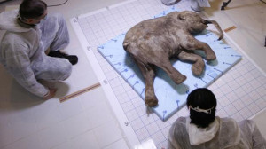 View image of Mammoth task (Credit: Copyright: Getty Images)