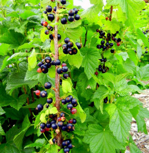 Better Nutritionally Than Blueberries ~Growing Aronias, Elderberries ...