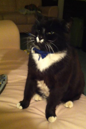 Tuxedo Cat with Moustache
