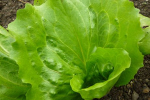 ... being there', to quote Peter Sellers's Chauncey Gardner , that is the