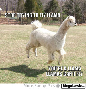 llamas with funny captions