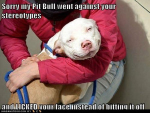 funny-dog-pictures-sorry-my-pit-bull-went-against-your-stereotypes.jpg