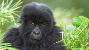 Animal Monkey Black Gorilla in Jungle HD Wallpaper