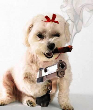 http://www.coolgraphic.org/animal/dog/dog-with-gun/