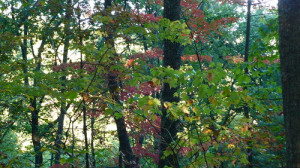 autumn leaves east tennessee appalachian mountains