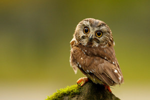 Saw-Whet Owls Are Adorable Little Things
