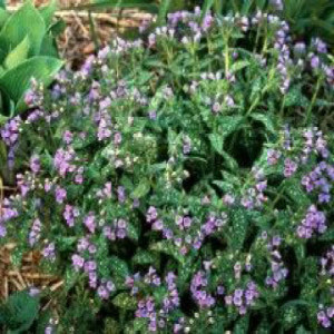 the secret lives of the kudzu debutantes a novel