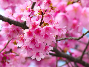... lovely website that has the prettiest cherry blossom items for sale