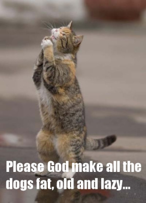 Funny Cute Cat Praying | High Definition Wallpapers, High Definition ...