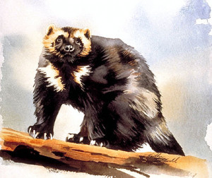 Wolverine Animal Mascot , Wolverine Animal Drawing , Wolverine Animal ...