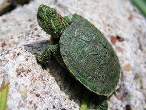 the green turtle or green sea turtle scientifically known as chelonia ...