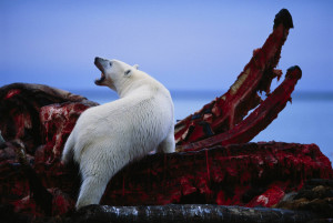 polar bear feeding on the jaws of a bowhead whale