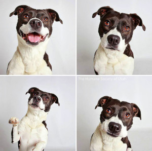 ADOPTED: “ Do you live for adventure, get thrills from climbing the ...