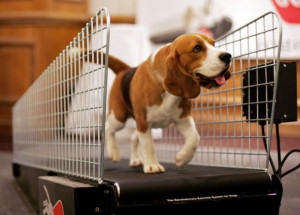 Shannon Stapleton/Reuters / Cães da raça beagle são preferidos ...