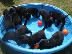 Adorable litter of black lab puppies swimming! | Dog | Puppy | Dogs ...