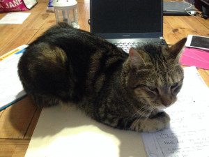 Does anyone else have a cat that loves lying all over your work ...